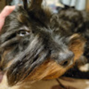 Meet your Posher, Martingotbars